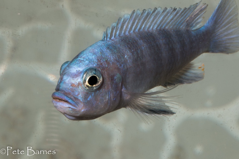 Cynotilapia sp. 'iwera' Lutara Reef